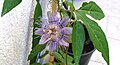 Passiflora incarnata