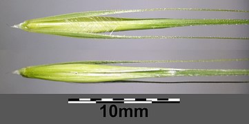 Épillet central fertile d’Hordeum murinum avec ses glumes ciliées bien visibles.