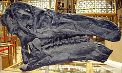 Iguanodon skull.
