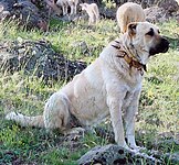 Kangal (mastim turco)