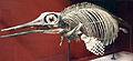 愛西尼大眼魚龍的化石骨架 [4]