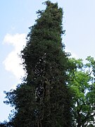 Sequoia sempervirens