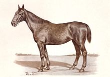 dessin de Thomas von Nathusius représentant un cheval Hanovrien en entier, vu de profil