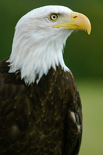 Белоголовый орлан (Haliaeetus leucocephalus)