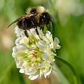 Virágzatán a Bombus barbutellus poszméhfaj egy példánya