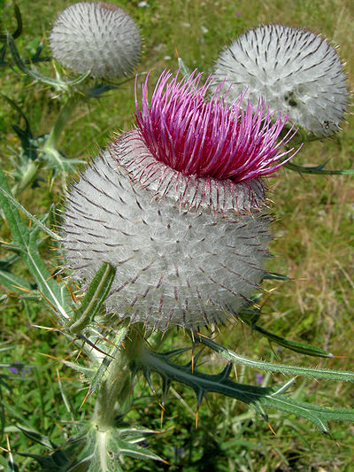 Slika:Cirsium eriophorum05 sl.JPG