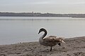 Schwan am Strand blickt aufs Wasser