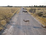 Зебры и спрингбоки в национальном парке Этоша