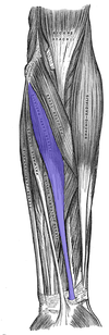 Musculus flexor carpi radialis