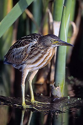 Letj Raidtromp (Ixobrychus minutus), jongfögel LC - least concern (ei trüüwet)