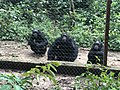 Les gorilles dans le Park de la Mefou