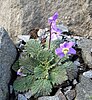 Ramonda myconi, la Ramondie des Pyrénées