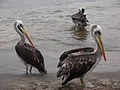 Several Peruvian pelicans at the Caleta Pan de Azúcar fishing village in Pan de Azúcar National Park, Chile