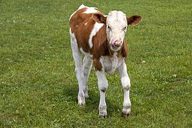 A calf licking its nose.