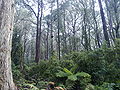 A stand of Eucalyptus trees at Monga National park