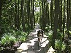 Promenad på spång i sumplövskogen "pelarsalen"