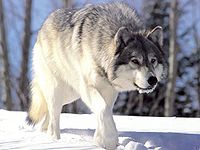 Wolf (Canis lupus)