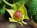 Close-up on a fruit of Cistus salviifolius