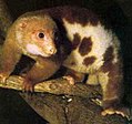 Spilocuscus