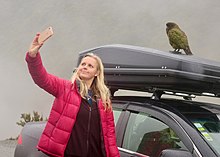 Visitor taking a self with the endemic parrot, the kea, on their car in Arthur's Pass National Park car park