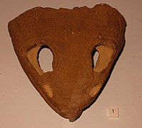 Fossile de Dvinosaurus primus.