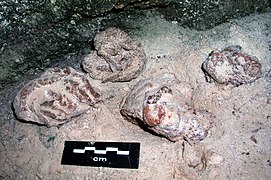 Coprolithes subactuels de blaireau, grotte des Étrons, La Roque-Sainte-Marguerite, Aveyron, France.