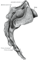 Странична површина на крсната коска и тртичните прешлени.