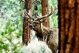 The Wilderness is home to elk. Photo: US Forest Service.