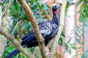 Jacutinga no zoológico de Brasília, no Brasil