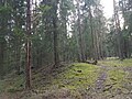 Ringwall Burgstuhl mit Toröffnung im Osten