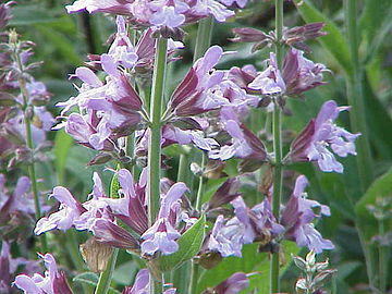 Salvia officinalis