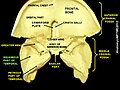 Squama temporalis