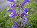 Salvia pratensis