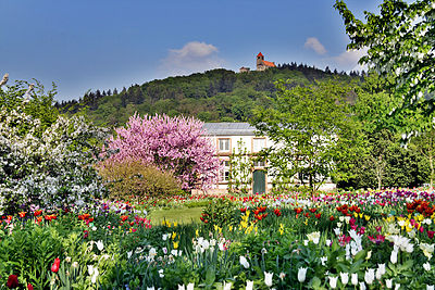 Blütenpracht im Schau- und Sichtungsgarten Hermannshof. Im Hintergrund ist die Wachenburg zu erkennen