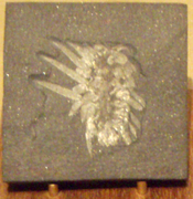 Fósil en exhibición en el Museo Real de Ontario, Toronto.