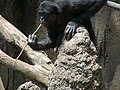 En bonobo i fangenskap i San Diego Zoo «fisker» termitter med en pinne for å spise dem Foto: Mike Richey, 2008