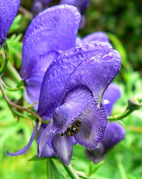 Flor de acônito (Aconitum napellus)