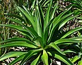 Agave desmettiana