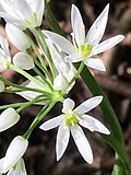 Allium ursinum in Gosling Corner in 2018