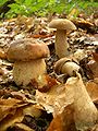 Boletus aestivalis sin reticulatus