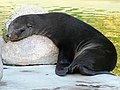 Sleeping cape fur seal, Rostock Zoo