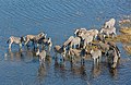 1. Helikopterről készült légi felvétel egy csoport Burchell-zebráról (Equus quagga burchellii) (Okavango-delta, Botswana) (javítás)/(csere)