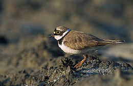 Kis lile (Charadrius dubius)