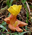 fleur au sol - 23 milles de Jayanti,parc national de Buxa, Jalpaiguri district de Bengale-Occidental, Inde.