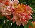 Rose 'Apricola'