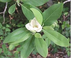 kembang Magnolia virginiana