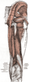 1918年格雷氏人體解剖學中，臀和股骨后區大腿肌肉的圖