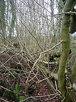 Unuisual "treelets" growin frae a faaen esh tree in Lawthorn wid, Ayrshire, Scotland