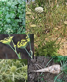 Apiaceae: Apium folios e minuscule inflorescentias, Daucus habito, Foeniculum inflorescentias, Eryngium inflorescences, Petroselinum radice.
