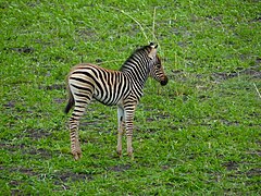 Jeune Equus quagga burchellii.